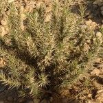 Astragalus armatus Flower