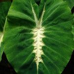 Colocasia fallax Leaf