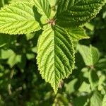 Prunus tomentosa Blatt