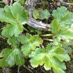 Sanicula crassicaulis Plante entière