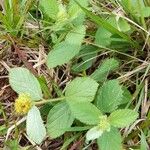 Waltheria communis Habit