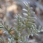 Artemisia caerulescens Hábito