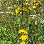 Hieracium prenanthoides Blüte