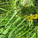 Verbascum blattariaFlower