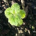 Primula malacoides Leaf