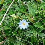 Gentiana sedifolia Blüte