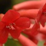 Rhododendron scabridibracteum