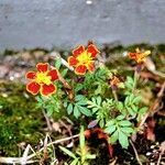 Tagetes tenuifolia Likasa