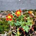 Tagetes tenuifoliaFolla