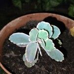 Kalanchoe laxiflora Leaf