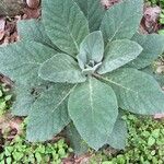 Verbascum boerhaviiBlatt