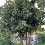 Ficus elastica Levél