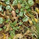 Poa palustris Flower