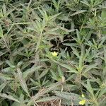 Ludwigia adscendens Habitus