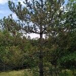 Pinus contorta অভ্যাস