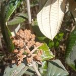 Miconia albicansFlor