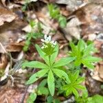 Galium odoratumFolio