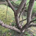 Salix rosmarinifolia Rinde