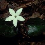 Geophila repens Leaf