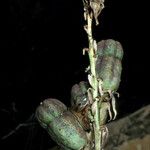 Yucca glauca Fruto