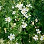 Ranunculus aconitifolius Floro