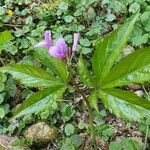 Cardamine pentaphyllosFlower