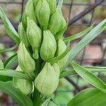 Cephalanthera damasonium अन्य