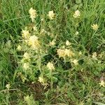 Rhinanthus alectorolophus Yeri