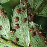 Polystichum transvaalense Blad