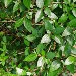 Ligustrum ovalifoliumপাতা