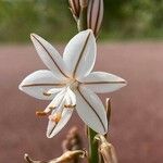 Asphodelus fistulosus Blomma