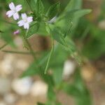 Epilobium roseum Fruit