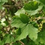 Ribes rubrum Leaf