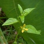 Ludwigia affinis Anders