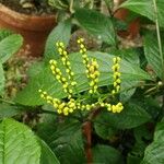 Chloranthus spicatus Flower