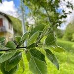 Pyrus nivalis Feuille