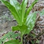 Scadoxus multiflorus Φύλλο