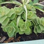 Coleus caninus Leaf