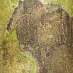 Oxandra asbeckii Corteza