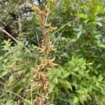 Indigofera suffruticosa ഫലം
