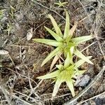 Eriocaulon truncatum Feuille