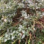 Ceanothus thyrsiflorus Habit