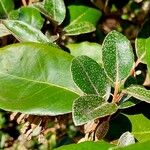 Elaeagnus macrophylla 葉