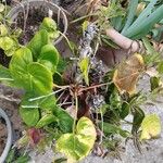 Anthurium andraeanum ഇല