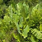 Rumex confertus Blatt