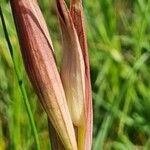 Serapias parviflora Fleur