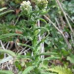Pseudognaphalium undulatum その他の提案