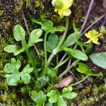 Ranunculus pygmaeus 花