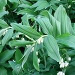 Polygonatum × hybridum Fuelha