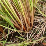 Juncus usitatus Azala